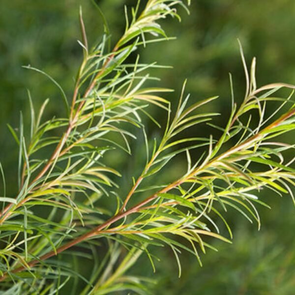 FORTUNATE Tea Tree Oil for Skin And Hair (30ml) - Image 4
